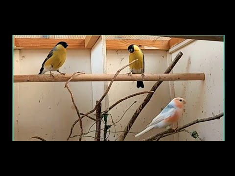 Видео: Мутации сибирского снегиря