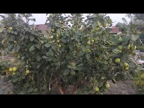 Видео: Яблоня сорт "Рясное"