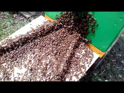 Видео: КАК ЗАСЕЛИТЬ РОЙ ПЧЕЛ В УЛЕЙ ЧЕРЕЗ ЛЕТОК.