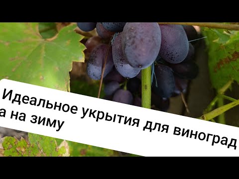 Видео: Идеальное укрытия для винограда 