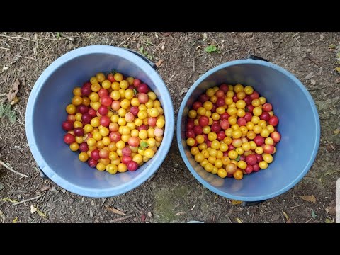 Видео: ☺️ЕЛАТЕ С НАС ЗА ДЖАНКИ, МОРЕ ОТ СЛЪНЧОГЛЕД, БЪРЗО СЛАДКО☺️