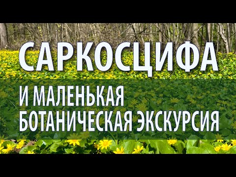 Видео: Весенние грибы. Новая разведка и маленькая ботаническая экскурсия.