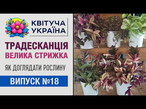 Видео: Комнатные растения. Традесканция: уход, виды, размножение.