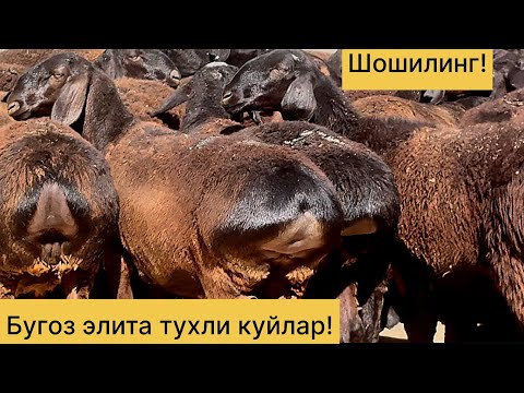 Видео: Бугоз элита тухлилар! 992211598☎️ 957884696☎️