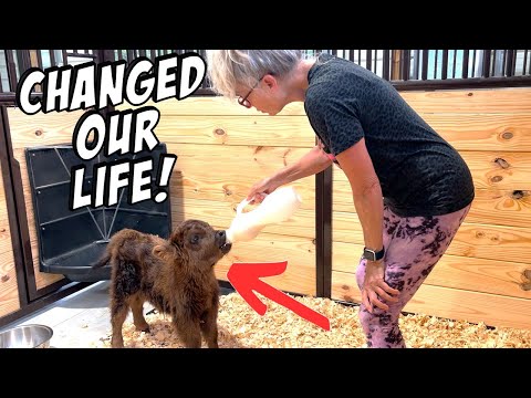 Видео: Одна неделя с мини-коровой породы хайленд — 5 вещей, которые вам нужно знать!