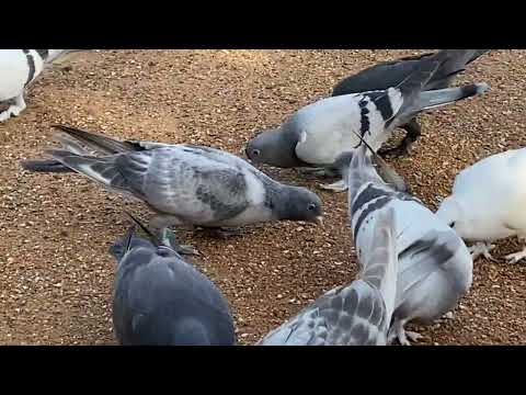Видео: Турецкие бойные голуби,раса Анкара 1 этап тренировок
