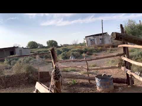 Видео: № 84  Қызылорда обл .Шиелі ауданы.