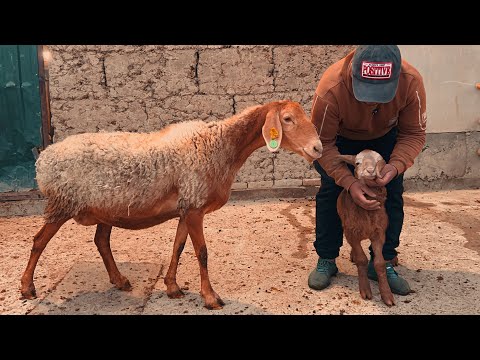 Видео: Йош она бола қўй🔥4900 дан қирғизистон бўғоз қўйлари