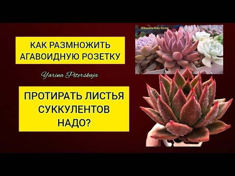 Видео: Как размножить агавоидную розетку. Протираются ли листья у суккулентов.Ответы на ваши вопросы.