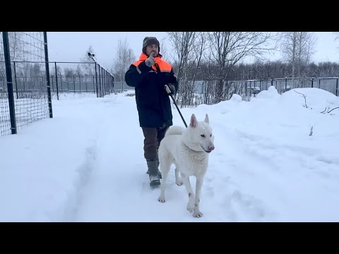 Видео: ЩЕНКИ ОТ ГИГАНТОВ 😱‼️Выбираем имя щенкам. Что за ПОРОДА ⁉️ ВОЛЭНДЫ В ДЕЛЕ.