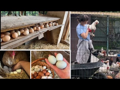 Видео: ЭТИ СЕКРЕТЫ ИЗ ЛИЧНЫХ НАБЛЮДЕНИЙ Как Содержать КУР и ОГОРОД НА ДАЧЕ