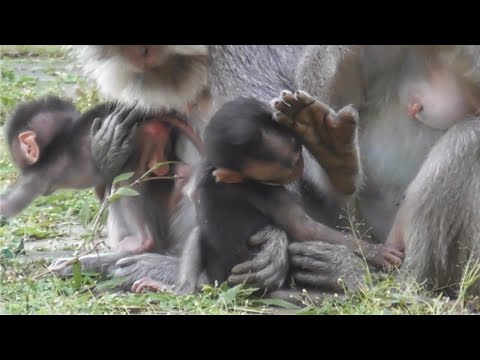 Видео: Маленькая обезьянка Додо, немного молока не делает его слабым #tuabangmonkey