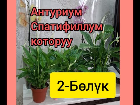 Видео: Антуриум, Спатифиллум 2-бөлүк. Топурак гүлдөр үчүн маанилүү