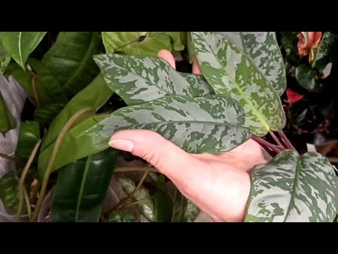 Видео: ПРОДАЖА, алоказии и другие