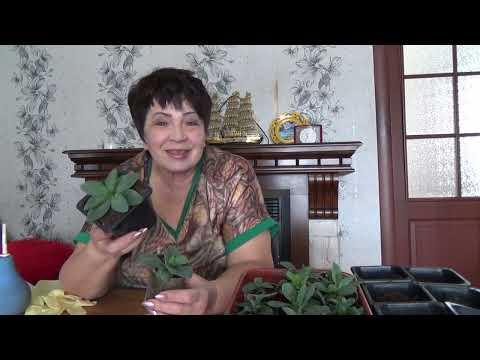 Видео: Вторая перевалка эустомы. Корень будет мощным.