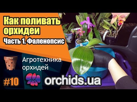 Видео: Как поливать орхидеи. Часть 1. Как поливать фаленопсис (Phalaenopsis).