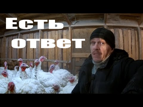 Видео: Что выгодней: индюки или бройлеры? Боятся ли индюки холода? Дерутся ли у вас индюки?