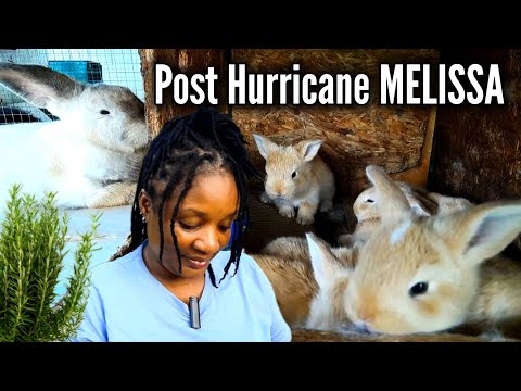 Видео: После урагана Мелисса 🌀 Как выступили кролики?