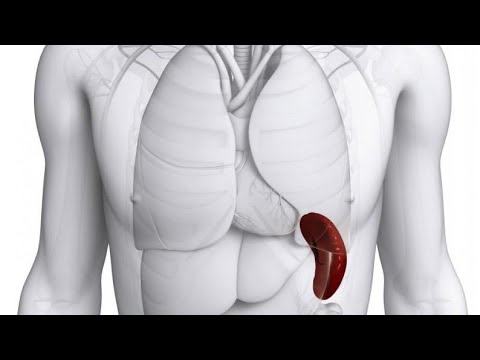 Видео: Селезенка - забытый дирижёр крови: Усталость, анемия и как вернуть силу без таблеток. 