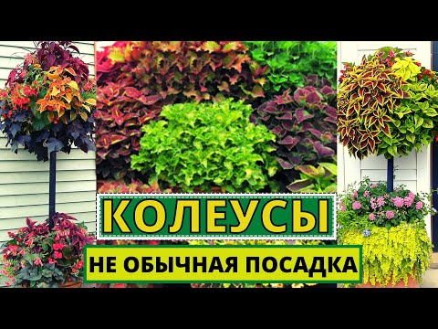 Видео: Так необычно КОЛЕУСЫ я не выращивала. Супер новые композиции для лета в кашпо