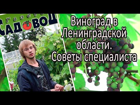 Видео: ВИНОГРАД В ЛЕНИНГРАДСКОЙ ОБЛАСТИ. СОВЕТЫ СПЕЦИАЛИСТА