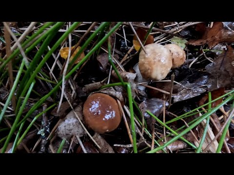 Видео: Гриби Білі в Карпатах! Кращий результат ніж вчора