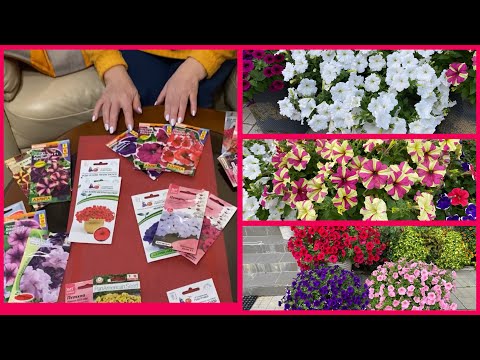 Видео: ПЕТУНИЯ - сорта на 2025 год. Готовимся к посадкам.