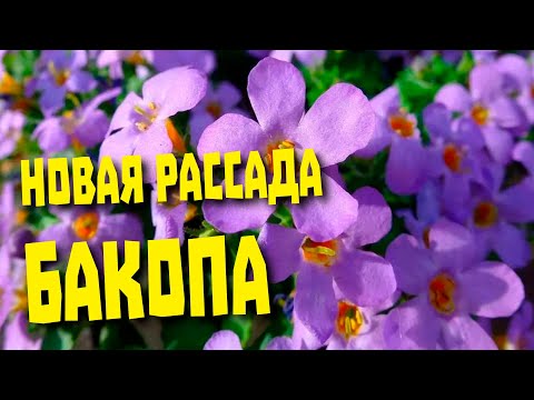 Видео: Бакопа. От посева семян до пикировки.