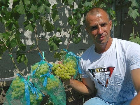 Видео: Сверх ранние сорта винограда. Сезон 2017. Часть 1. (Over the early varieties of grapes. 2017_1)