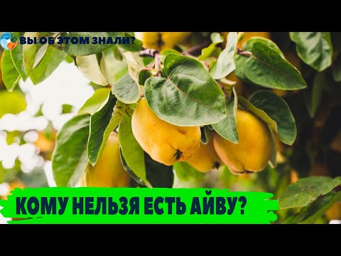 Видео: Кому нельзя есть айву?