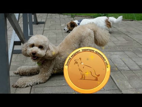 Видео: Зачётный пудель - интеллектуальная красавица