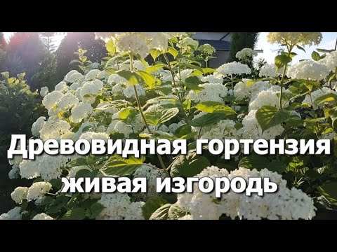 Видео: Живая изгородь из гортензий древовидных | Древовидная гортензия: живая изгородь