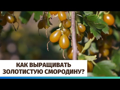 Видео: Как выращивать золотистую смородину?
