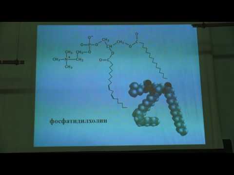 Видео: Асеев В. В. - Основы биохимии - 5. Липиды в организме