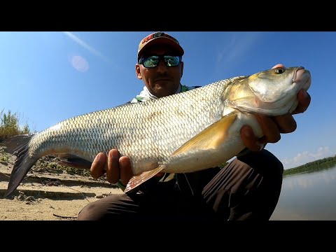 Видео: ПРЕКРАСНЫЙ ТРОФЕЙ 🏆 Рыбалка Ураган. Косим жереха. Река Дон. #NEKFISH