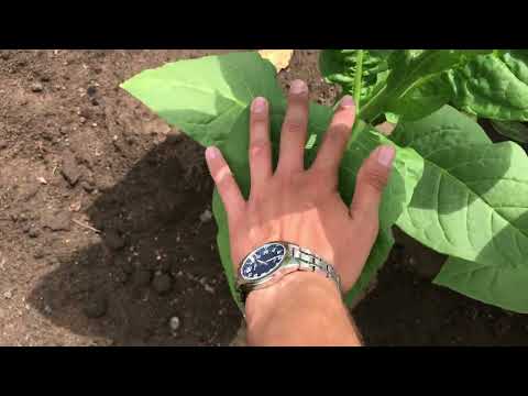 Видео: Табак 1,5 месяца в грунте. Неутешительные результаты.