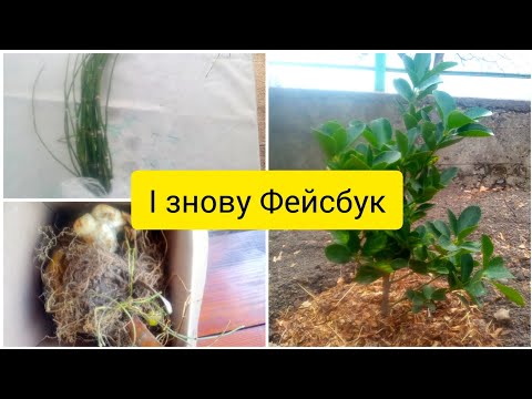 Видео: Рослини із Фейсбуку. Три розпаковки одночасно!