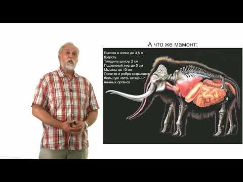 Видео: Мамонты и их окружение. Жизнь и смерть гигантов эпохи ледников.
