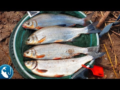 Видео:  Первая рыбалка на вимбу сезон 2018 года. Готовим кебаб из купат.