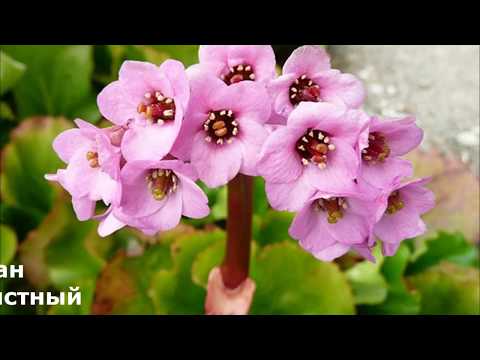 Видео: Бадан декоративное растение