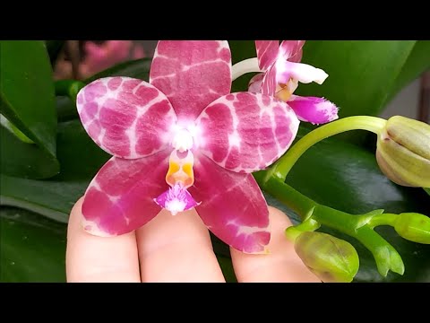 Видео: Домашние цветение орхидей. Орхидея Ванда, как ухаживать.