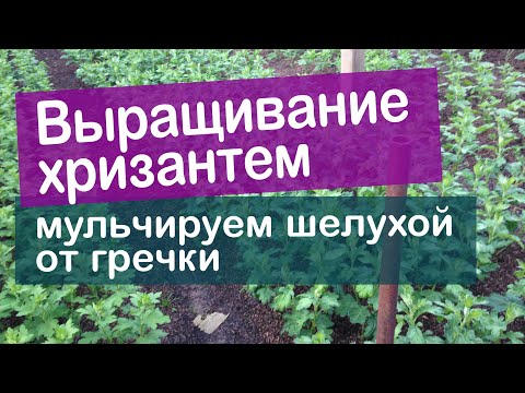 Видео: Выращивание хризантем. Мульчируем  хризантему шелухой от гречки.