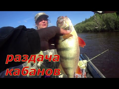 Видео: Дикий клёв горбачей, попали на раздачу окуня.