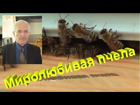 Видео: Профессор Кашковский: Как пчелу сделать миролюбивой?