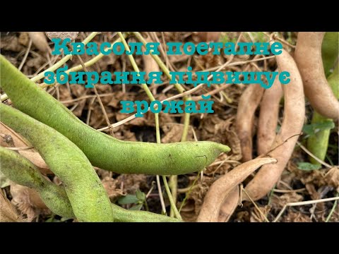 Видео: Квасоля без втрат