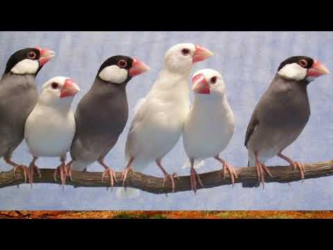 Видео: Как размножаются рисовые амадины