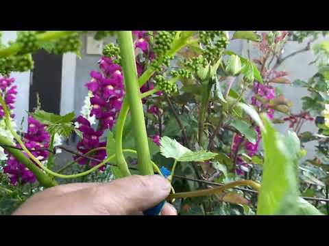 Видео: Спасаем виноград Ландыш от осыпания завязи! Простой, проверенный и очень эффективный прием