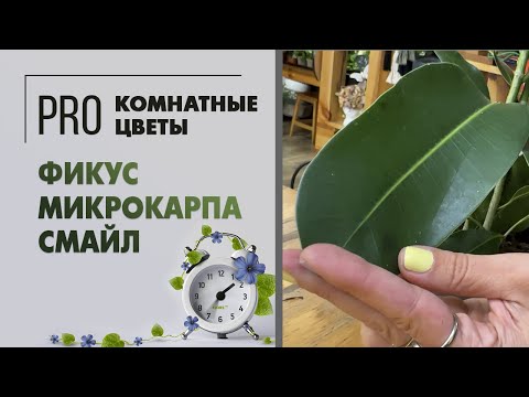 Видео: Фикус микрокарпа Смайл. Про растение: как ухаживать за фикусом без особых хлопот. Полив и тонкости.