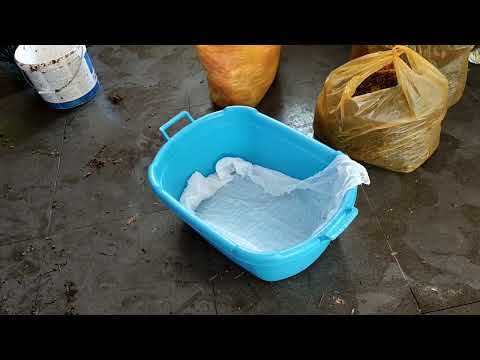 Видео: Созрел сорт винограда Ркацители. Ньюансы переработки.