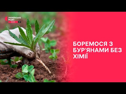 Видео: Як боротися з бур’янами без хімічних препаратів?  |  Дім, сад, город